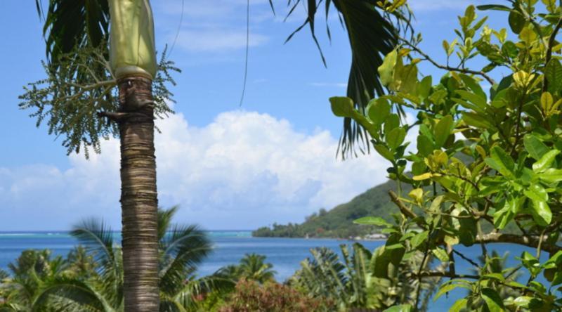 Te Fare Hinahei Apartment Moorea Exterior photo